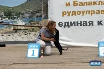 За звання кудлатою та кусачів «Балаклавської перлини» боролися 370 породистих собак. кусачів
