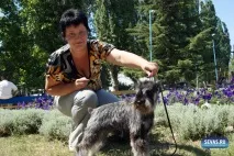 За звання кудлатою та кусачів «Балаклавської перлини» боролися 370 породистих собак. перлини