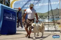 За звання кудлатою та кусачів «Балаклавської перлини» боролися 370 породистих собак. кусачів