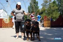 За звання кудлатою та кусачів «Балаклавської перлини» боролися 370 породистих собак. балаклавської