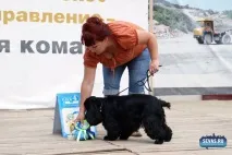 За звання кудлатою та кусачів «Балаклавської перлини» боролися 370 породистих собак. кусачів