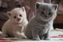 плака ушите