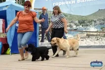 За звання кудлатою та кусачів «Балаклавської перлини» боролися 370 породистих собак. кудлатою