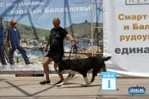 За звання кудлатою та кусачів «Балаклавської перлини» боролися 370 породистих собак. кудлатою