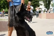 За звання кудлатою та кусачів «Балаклавської перлини» боролися 370 породистих собак. звання