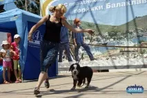 За звання кудлатою та кусачів «Балаклавської перлини» боролися 370 породистих собак. кусачів