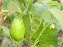 Semințe de vinete verzi, soiuri