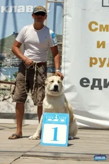 За звання кудлатою та кусачів «Балаклавської перлини» боролися 370 породистих собак. перлини
