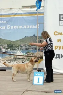 За звання кудлатою та кусачів «Балаклавської перлини» боролися 370 породистих собак. звання