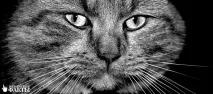 котешки котешки
