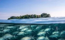 Абсолютний контраст на фото (20 фото) - Трініксі контраст