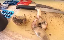 Активоване вугілля для квітів, це дача! активоване