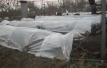 агресія