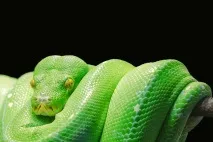 8 книг по Python для початківців, GeekBrains - освітній портал освітній