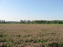 Агротехніка насінництва конюшини важливі моменти - Агробезпека агробезпека