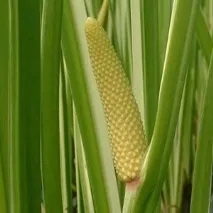 лечебни