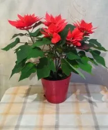 растения правилно