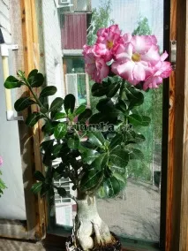 адениум домашни