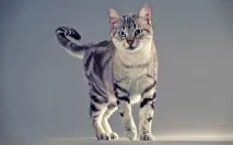 котка котка