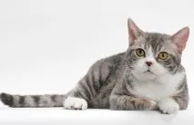 котка американската