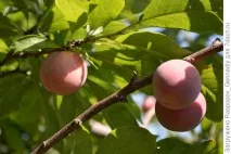 Алича сорту, особистий досвід вирощування сорту