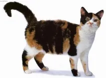 американската котка