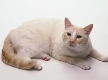 американска коса