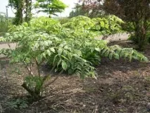 aralia aralia
