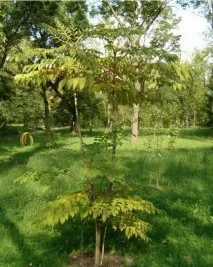 Аралія висока