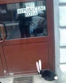 котка котка