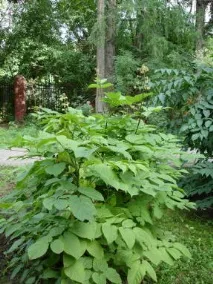 храсти aralia