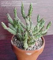 Аустроциліндропунція - Austrocylindropuntia опис та догляд на аустроциліндропунція