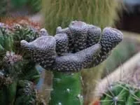 Аустроциліндропунція - Austrocylindropuntia опис та догляд на опис