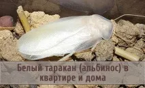 Білий тарган (альбінос) у квартирі та будинку білий
