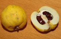 хеномелес ползи