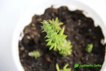 цилиндрична Синоним opuntia