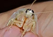 бели