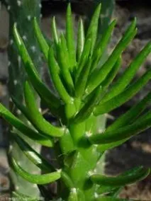 Аустроциліндропунція - Austrocylindropuntia опис та догляд на austrocylindropuntia