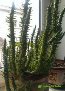 austrocylindropuntia austrocylindropuntia