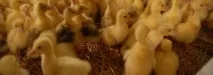 ешерихиоза салмонелоза домашни птици