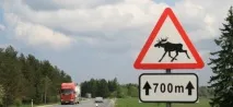 Може, не прокотить як уникнути зіткнення з твариною на дорозі. прокотить