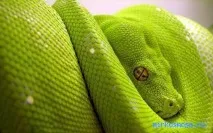 Детальніше Змія
