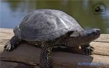 Черепаха у сонниках сонниках