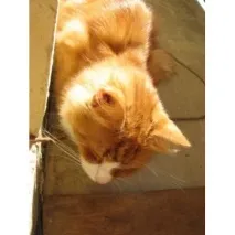 моите котки