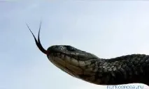 сонниках