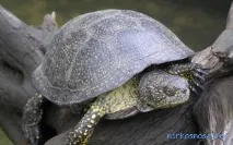 Черепаха у сонниках сонниках