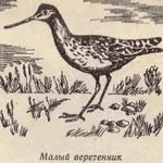Для стрільби куликів застосовується... куликів