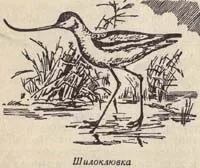 Для стрільби куликів застосовується... куликів