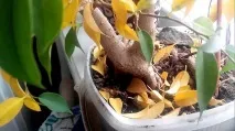 Хвороби фікусу та шкідники - як лікувати та позбутися недуг лікувати