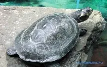 Черепаха у сонниках сонниках